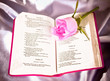 Bible and Rose