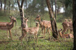 Impala