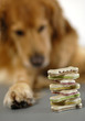 Hundekuchen-Stapel mit Hund im Hintergrund