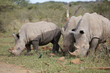 Nashorn Nashorn