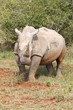 Nashorn