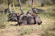 Gnu