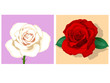 roses