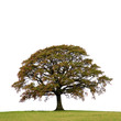 Oak Tree In Autumn