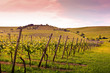 canvas print picture german vineyard near the rhein river