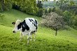 vache au printemps