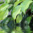 feuilles de figuier pleureur
