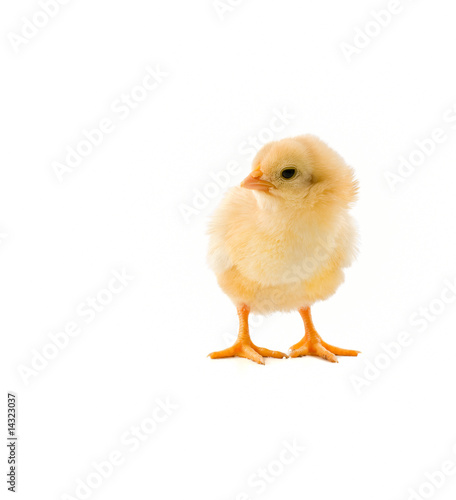Photo: chick on white chick on white