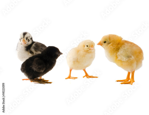 Photo: group of diffrenet chicks group of diffrenet chicks
