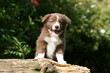 chiot border collie joyeux de jouer en plein air