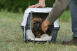 chiot cairn terrier couché dans sa cage de transport