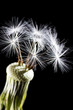 Dandelion on black background