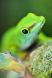cute green gecko