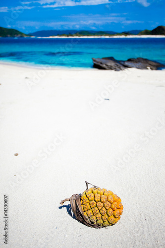 Photo: Tropical fruit on deserted coral island of Japan Tropical fruit on deserted coral island of Japan