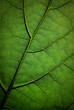 Feuille