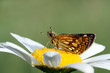 Butterfly and flower