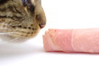 chat qui mange