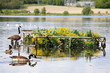 Lake with birds Lake with birds