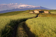 track cross cereal field on background Etna track cross cereal field on background Etna