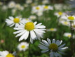 Photo: Gänseblümchen Gänseblümchen