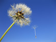 Pusteblume 9 Pusteblume 9