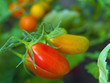 Tomatoes on the Vine
