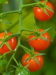 Tomatoes on the Vine