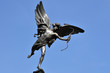 Eros Statue, Piccadilly Circus (London) Eros Statue, Piccadilly Circus (London)