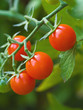 Tomatoes on the Vine Tomatoes on the Vine