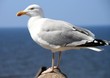 Foto: Möwe Möwe