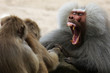 Baboon showing his teeth