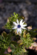 White flower