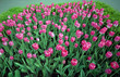 Tulips field