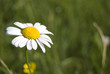 marguerite