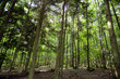 Forêt des Vosges