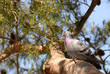 Pigeon biset sur une branche de pin Pigeon biset sur une branche de pin
