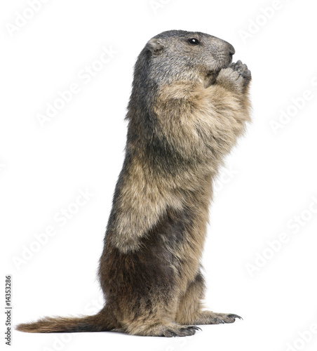 Foto: Alpine Marmot - Marmota marmota (4 years old) Alpine Marmot - Marmota marmota (4 years old)