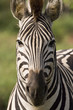 Square Zebra Square Zebra