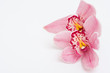 lilies lilies