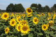 Sonnenblumenfeld