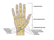 handknochen handknochen