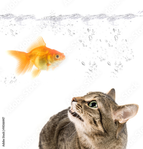 angry cat and gold fish
