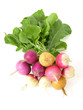 Foto: Bund mehrfarbiger Radieschen/bunch of multicoloured radish Bund mehrfarbiger Radieschen/bunch of multicoloured radish