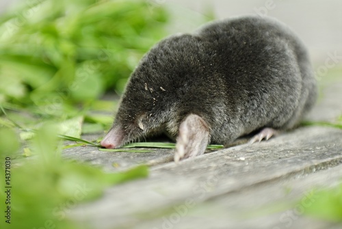 Maulwurf Maulwurf