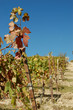 Autumn vineyard after grape harvest