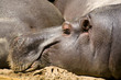 hippo