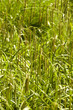 freie Natur