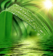 Green grass with raindrops background