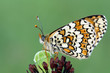 Photo: Butterfly Butterfly