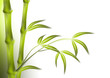 bamboo